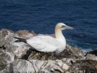 Northern Gannet, Morus bassanus